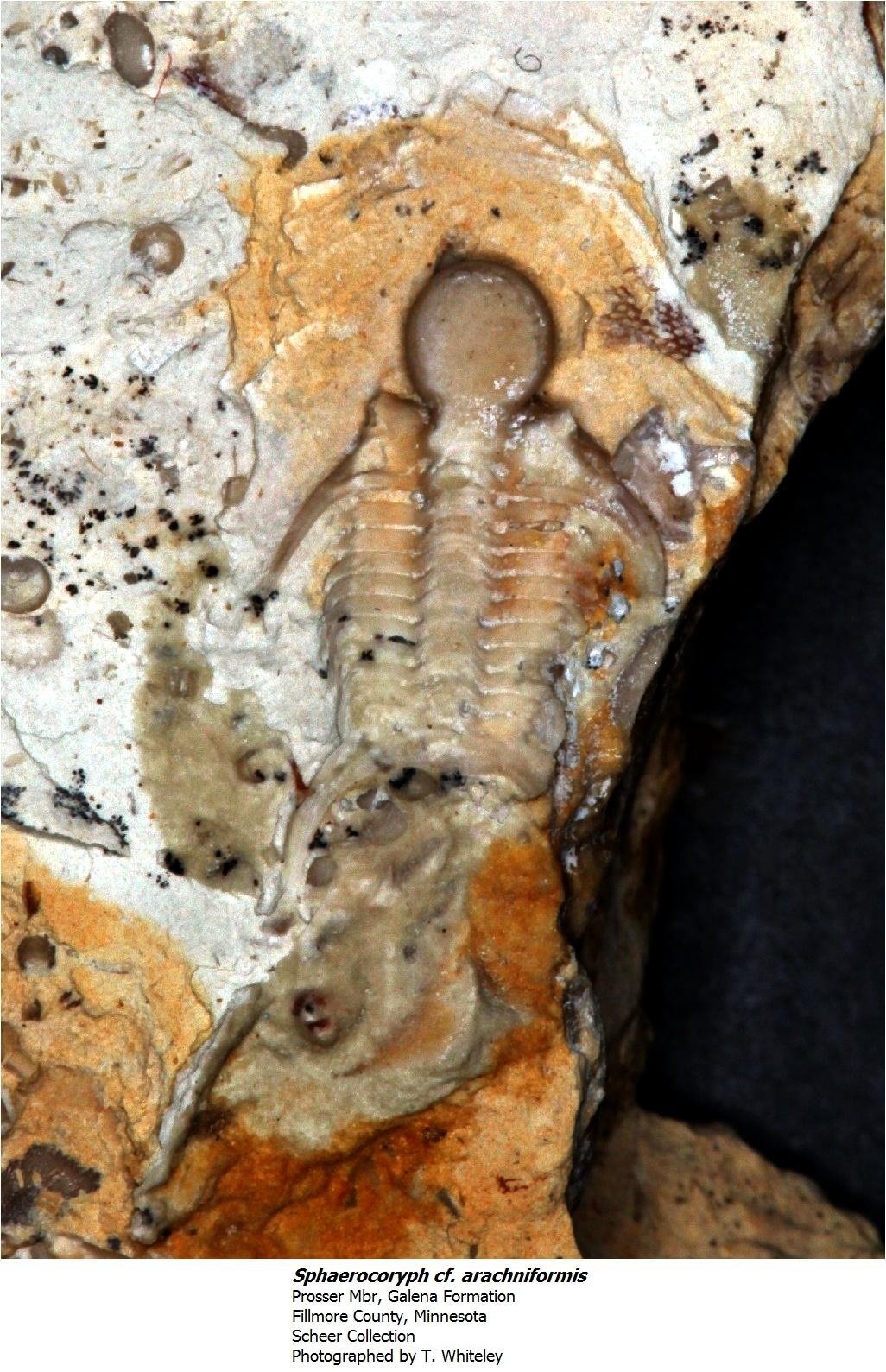 sphaerocoryphecfarchniformis.jpg