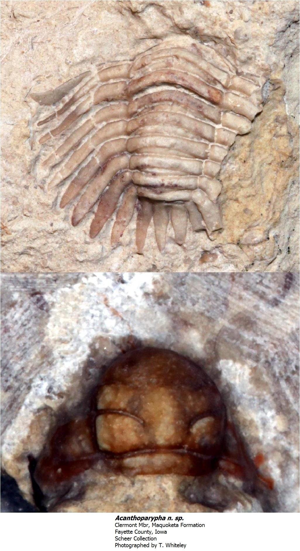 acanthoparyphamaquoketa.jpg