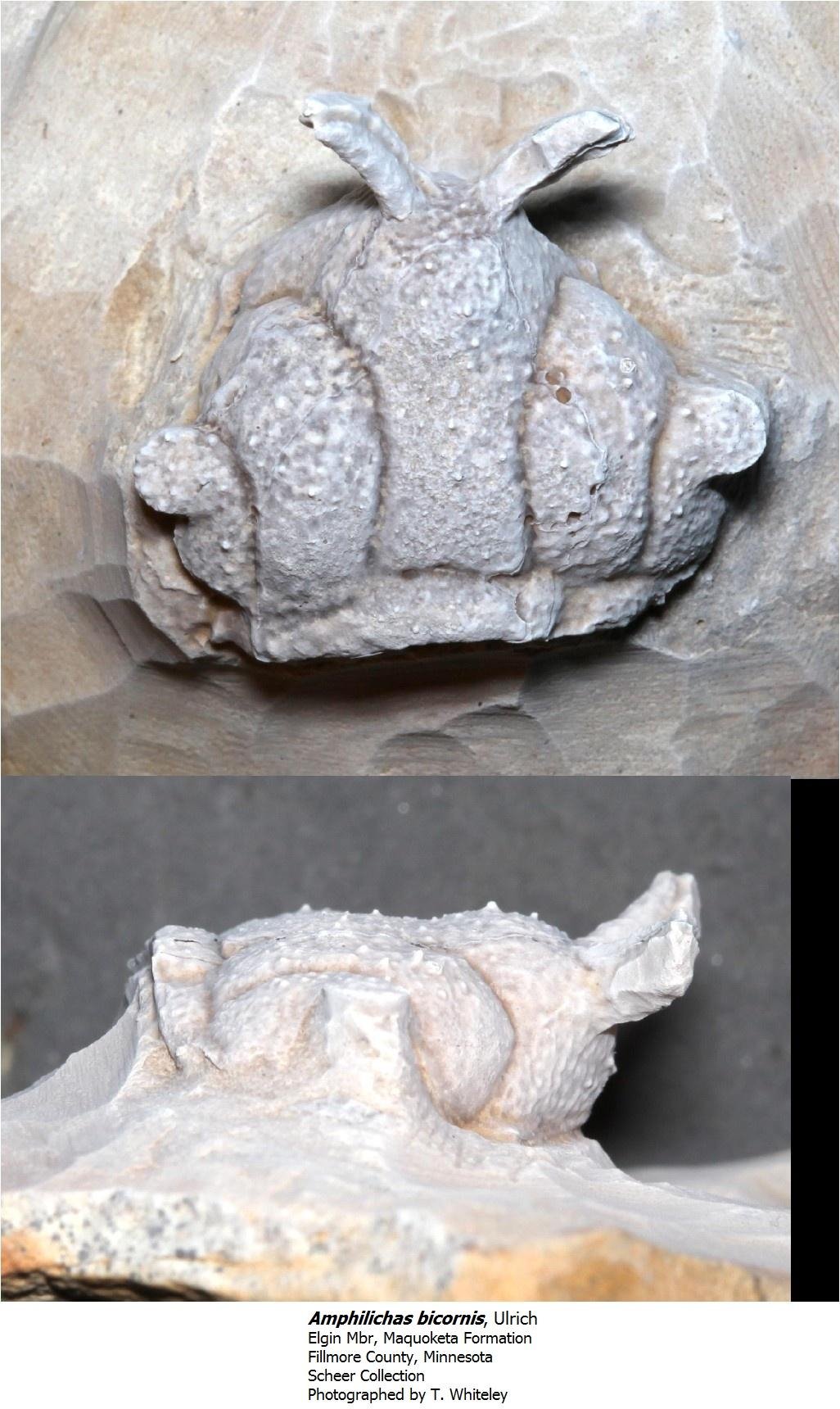 amphilichasbicornis.jpg