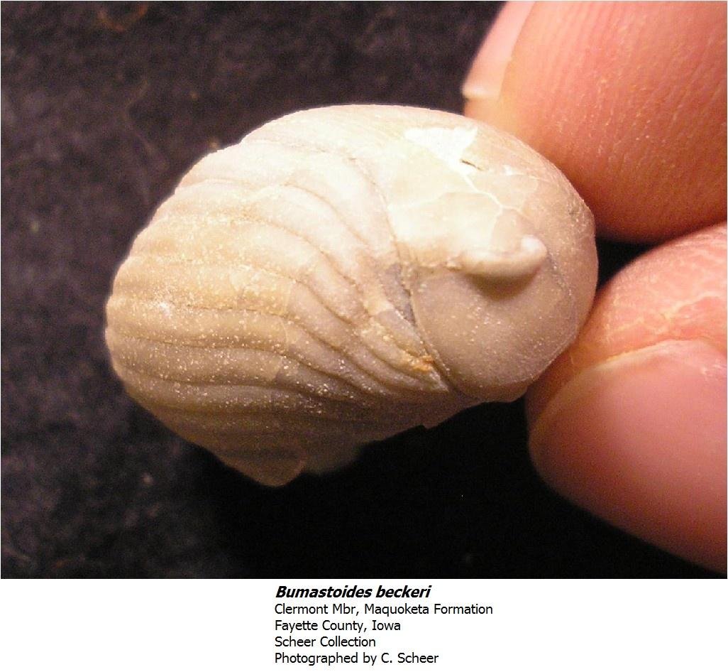 bumastoidesbeckeri.jpg