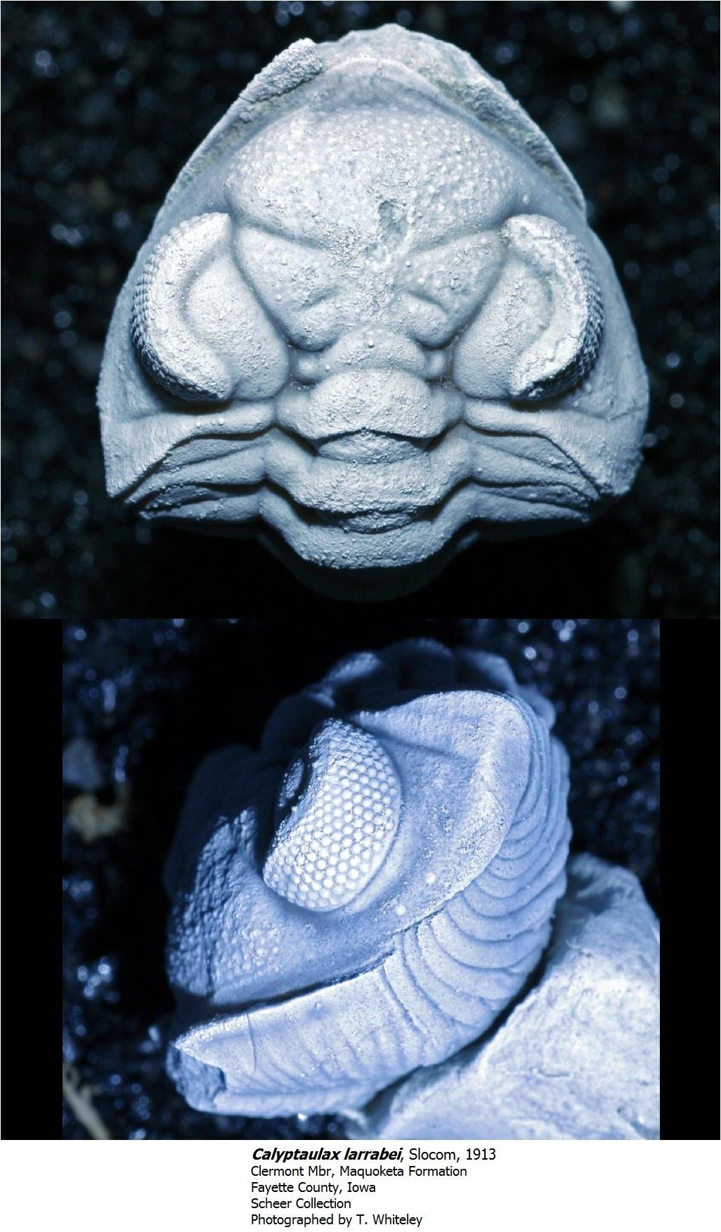 calyptaulaxlarrabei.jpg