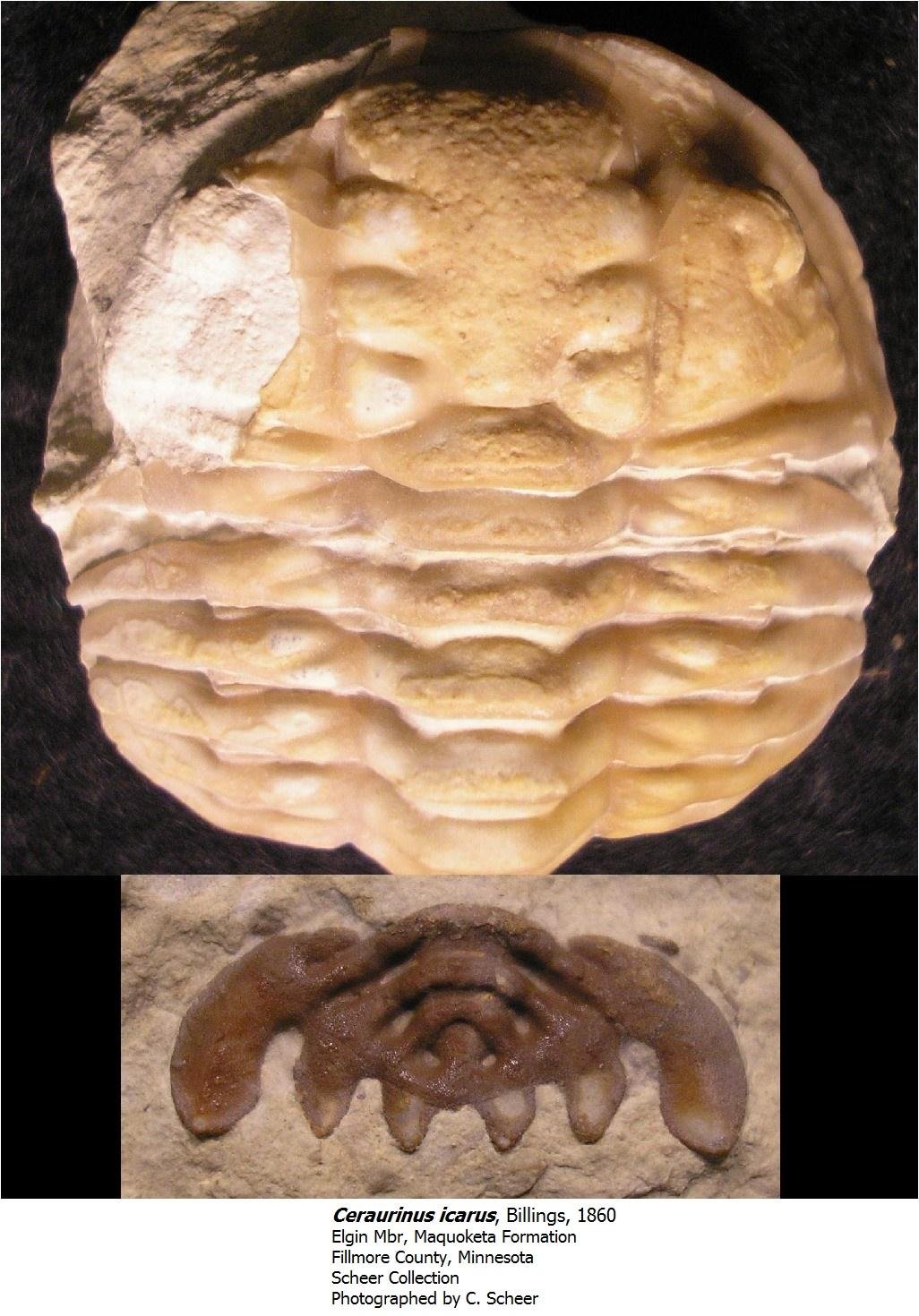 ceraurinusicarus.jpg