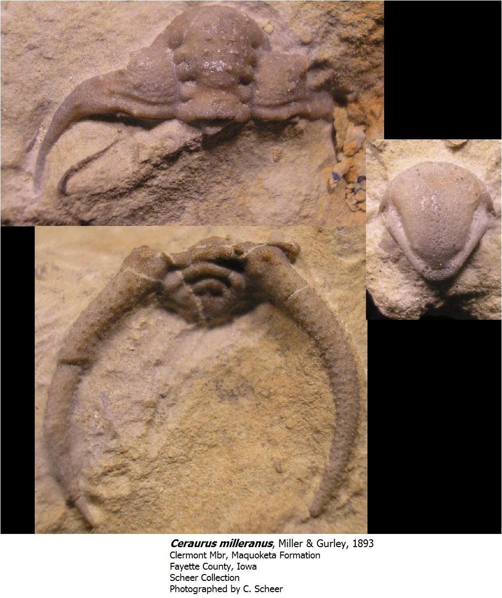 ceraurusmilleranus.jpg