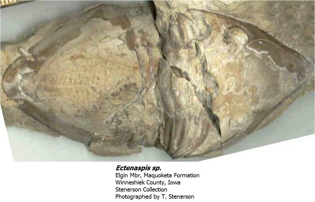ectenaspis.jpg