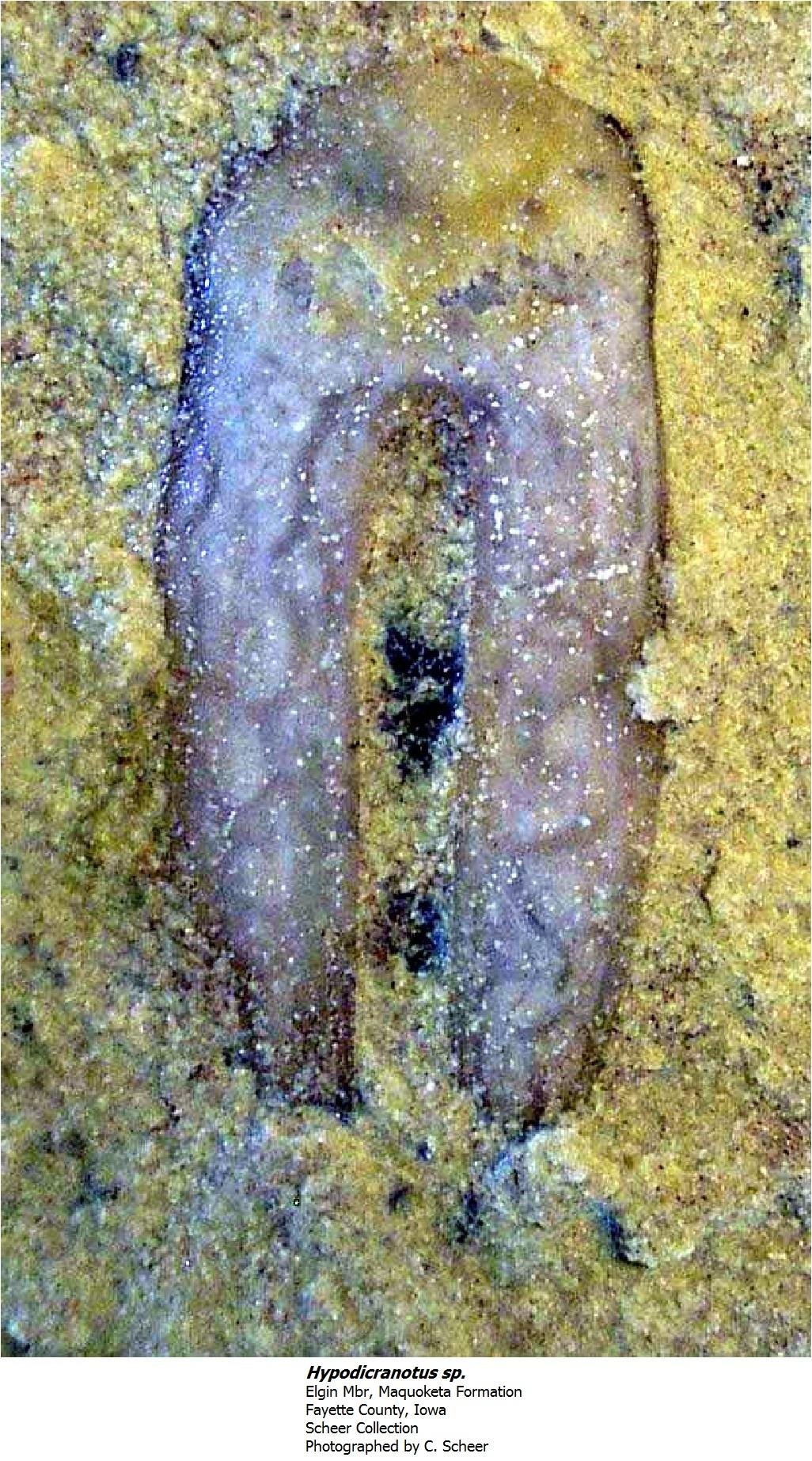 hypodicranotus.jpg