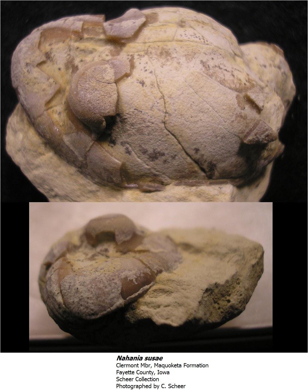 nahaniasusae.jpg