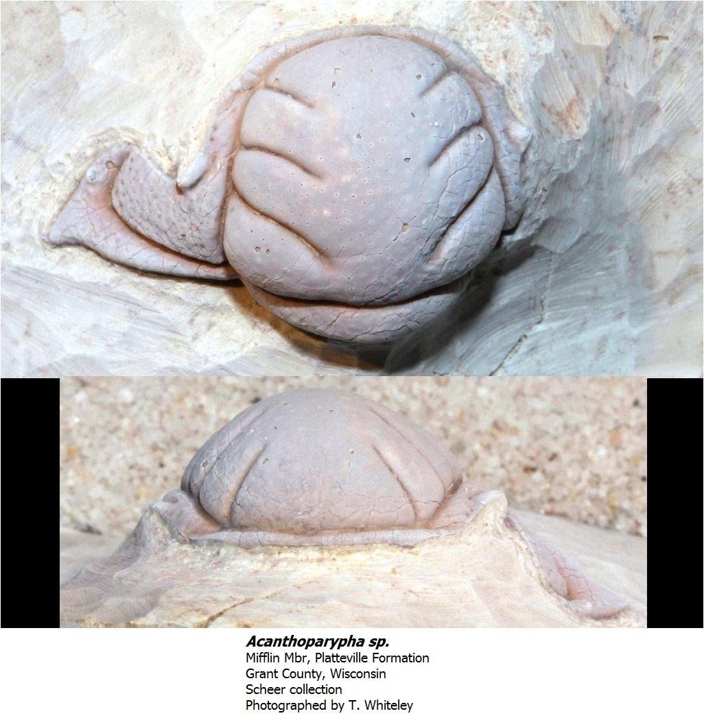 acanthoparyphaplatteville.jpg