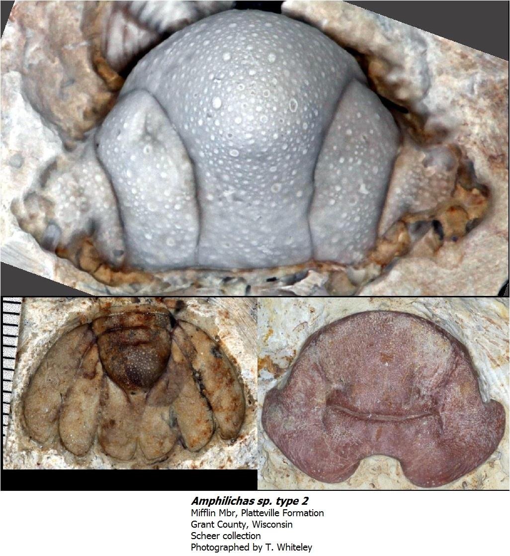 amphilichastype2.jpg