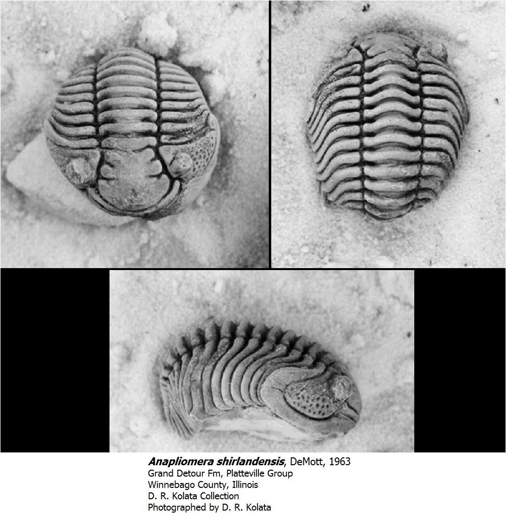 anapliomerashirlandensis.jpg
