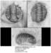 anapliomerashirlandensis_small.jpg