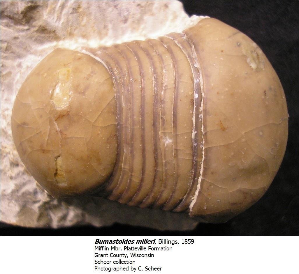 bumastoidesmilleri.jpg