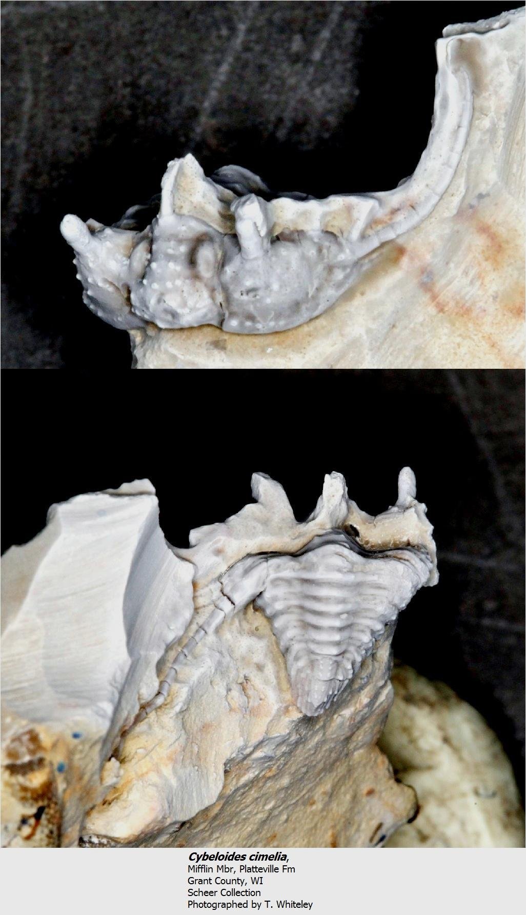 cybeloidescimilea.jpg