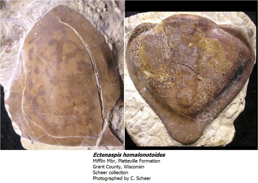 ectenaspishomalonotoides.jpg