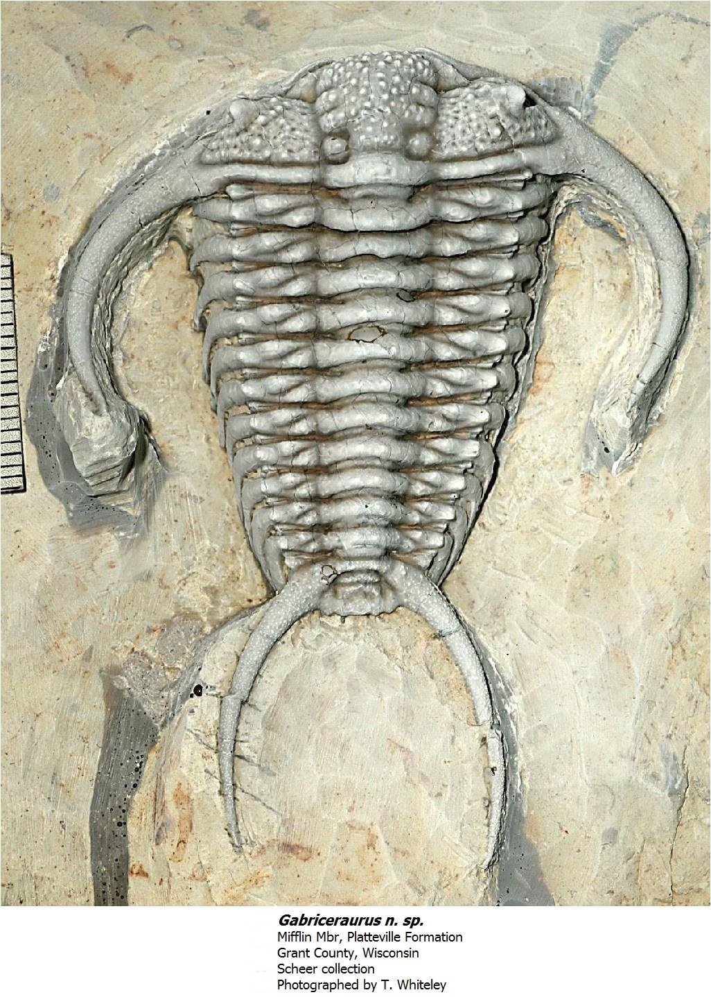 gabriceraurustypeb.jpg