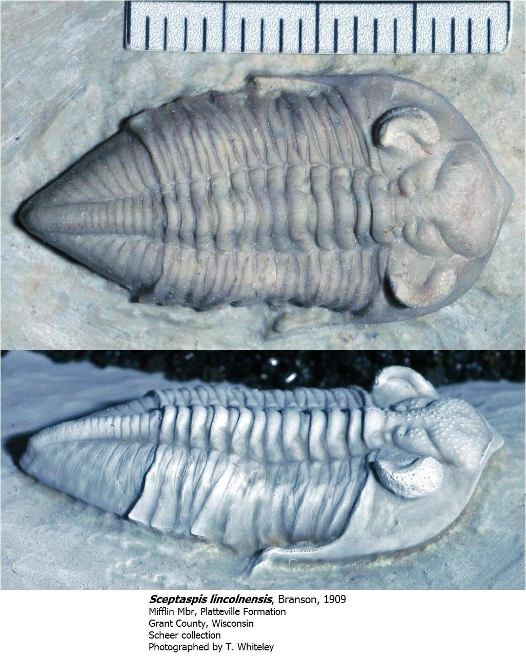 sceptaspislincolnensis2.jpg