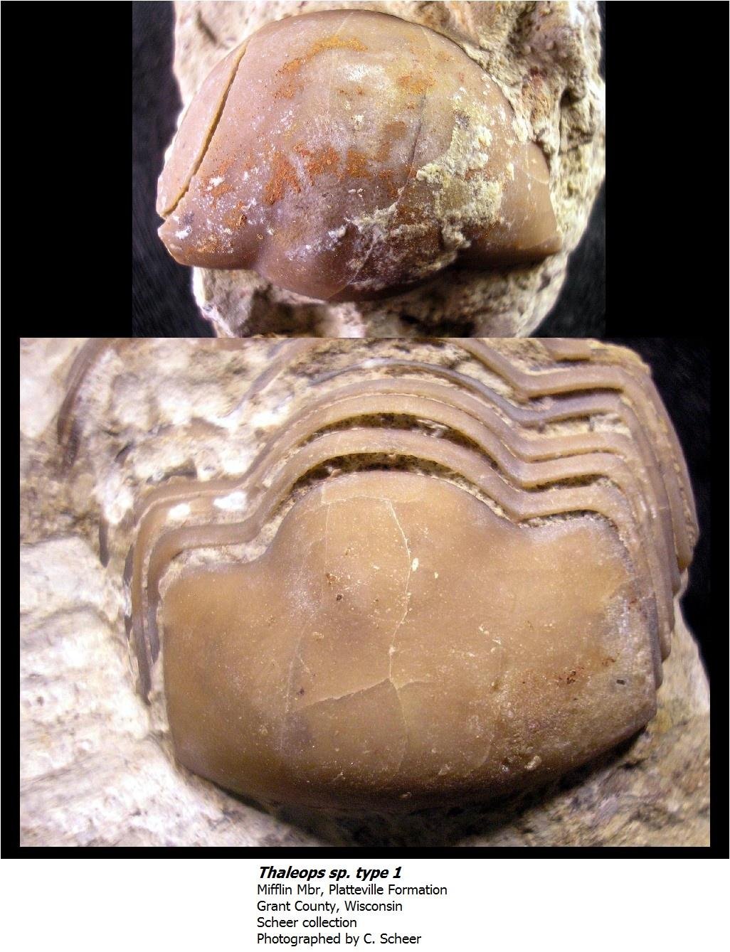 thaleopstype1.jpg