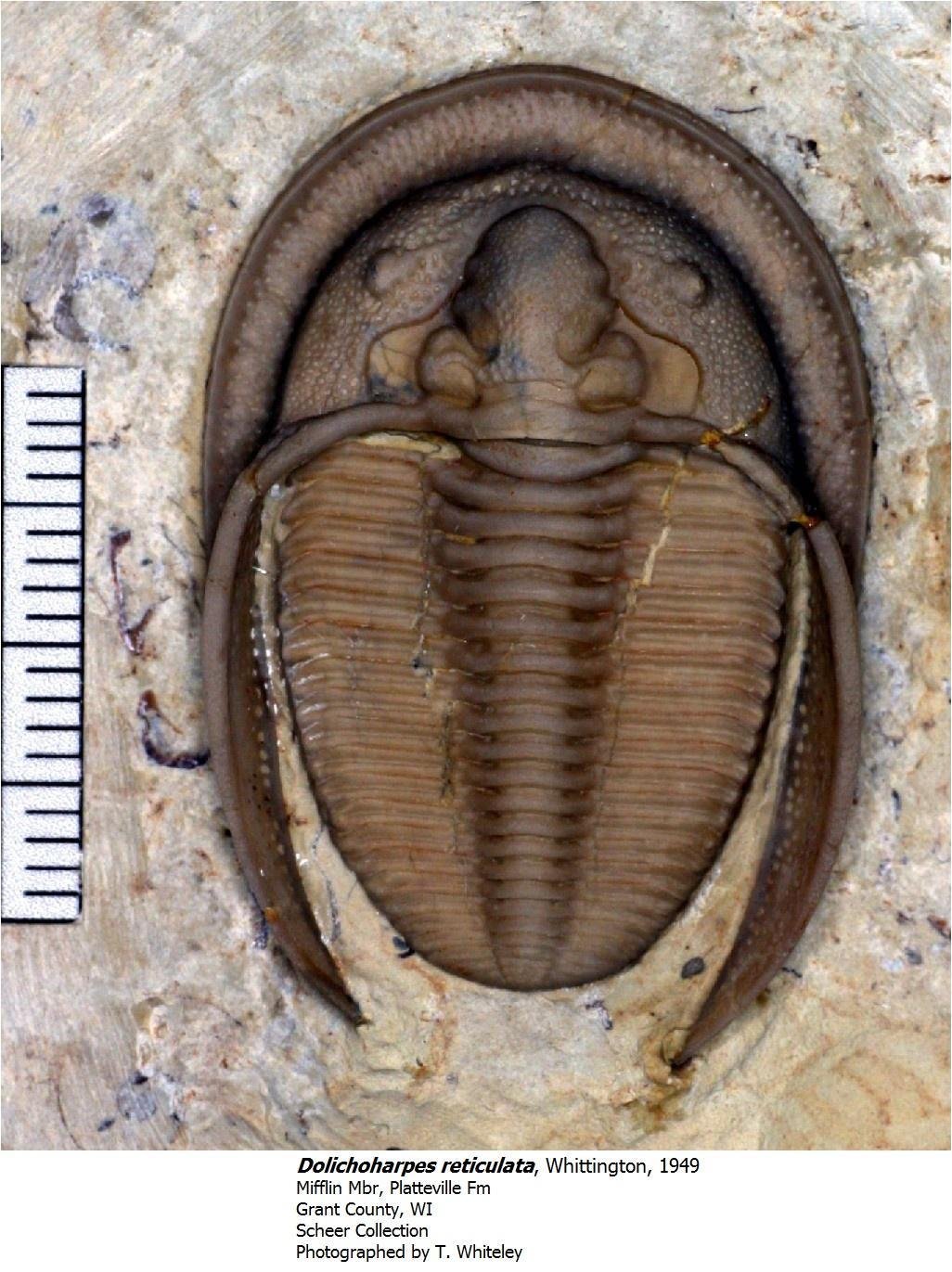 dolichoharpesreticulatus.jpg