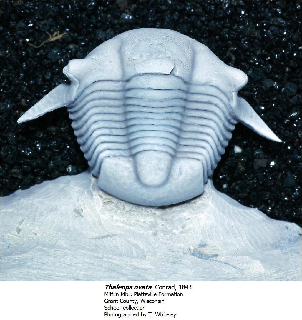 thaleopsovata.jpg